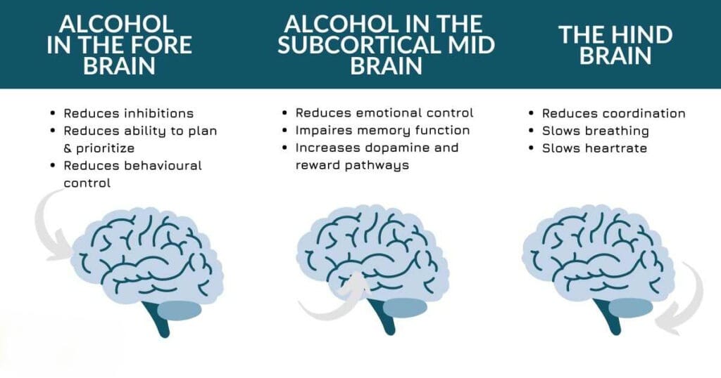 This illustration explains how alcohol impacts various brain functions, affecting areas responsible for decision-making (forebrain), emotions and memory (midbrain), and vital bodily functions (hindbrain), contributing to the complex effects of alcohol intoxication and addiction.