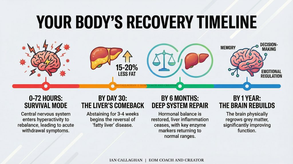 infograph of the body healing through a one year timeline after quitting alcohol